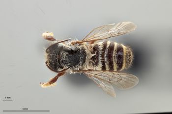 Media type: image;   Entomology 793933 Aspect: habitus dorsal view
